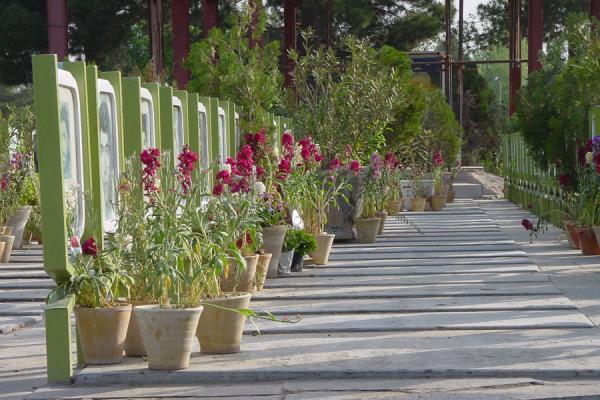 Flowers at the graves | Golestan e Shohada | Iran