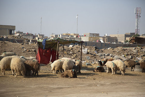 Picture of Sheep in the streets of BasraBasra - Iraq