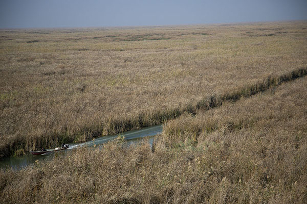 Picture of Mesopotamian Marshes (Iraq): Boat cruising trough a waterway of the Mesopotamian Marshes
