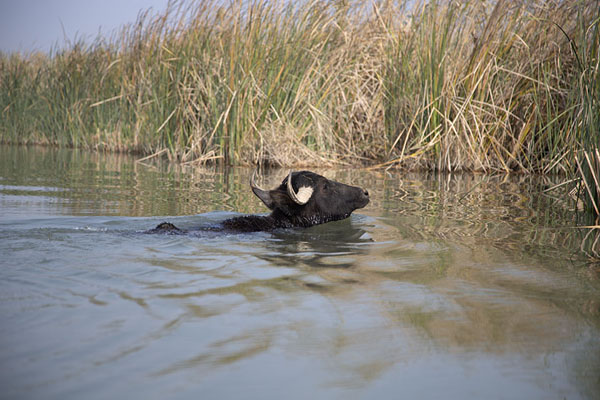 Water buffalo crossing a waterway in the Mesopotamian Marshes | Mesopotamian Marshes | Iraq