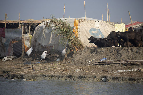 Foto di Cows at one of the many waterways in the marshesChibayish - Iraq