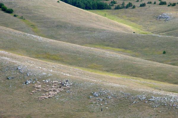 Picture of Abruzzo Landscape (Italy): Hills and trees in Abruzzo