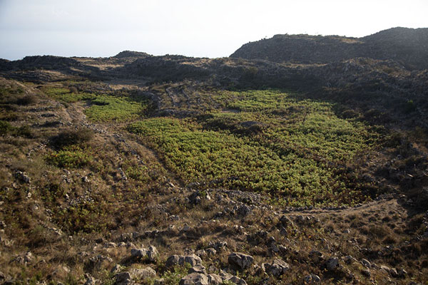 Picture of Alicudi (Italy): Crops growing on top of Alicudi island at around 600m above sea level