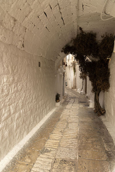 Picture of Street running under a house in OstuniOstuni - Italy