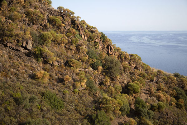 Picture of Stromboli (Italy): Slope of Stromboli volcano with vegetation