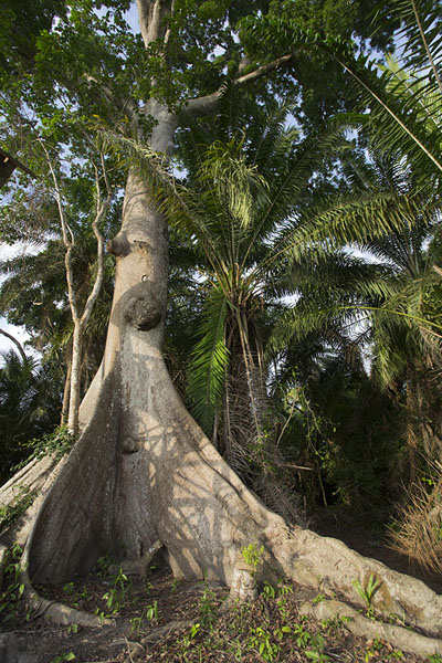 Foto de Looking up a mighty ceiba tree in Azagny National ParkAzagny National Park - Costa Marfil