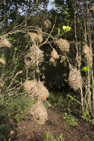 Picture of Nests hanging from a tree in Azagny National Park