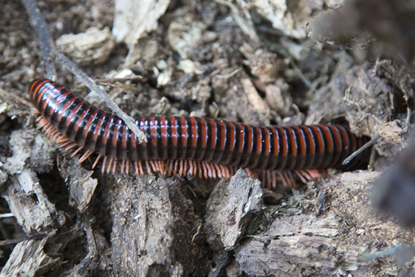 Foto van Close-up of millipede in Azagny National Park - Ivoorkust - Afrika