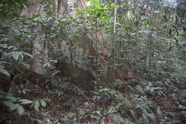 Foto de Tree trunk of a giant tree in the rainforestTaï - Costa Marfil