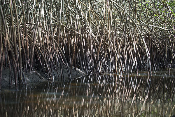 Mangroves at Fisolagpo islet in the Sassandra river | Sassandra | Costa d'Avorio
