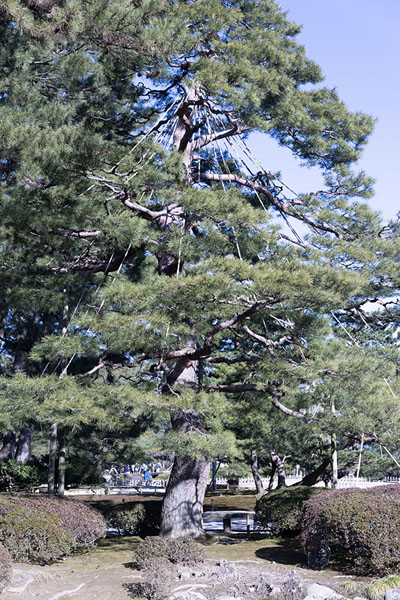 Foto di Enormous tree in KenrokuenKanazawa - Giappone