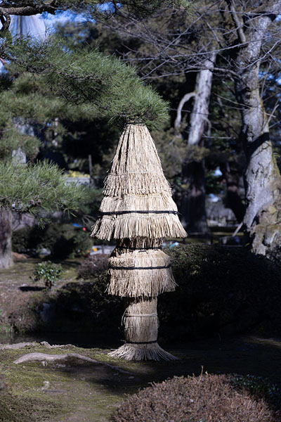 Foto van Many trees are protected both in Kenrokuen, and elsewhere in KanazawaKanazawa - Japan