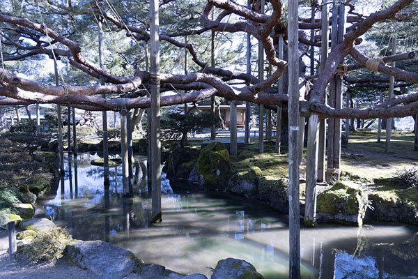 Branches of trees supported by poles | Kenrokuen | Giappone