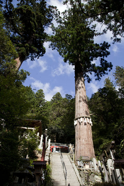 Picture of Tall tree dominating the stairs leading up to Yuki shrine