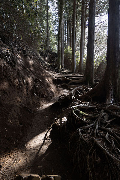 Foto di Trail leading through the forest on the slopes of Mount KintokiMount Kintoki - Giappone