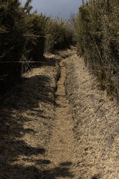 Foto di Trail leading through vegetation on the slopes of the old calderaMount Kintoki - Giappone