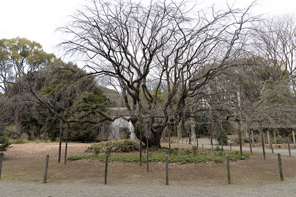 Cherry tree near the entrance of Rikugi-en garden | Rikugi-en Tuinen | Japan