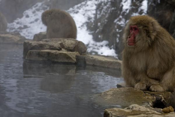 Picture of Snow monkeys (Japan): Snow monkeys getting hot at the natural hot bath