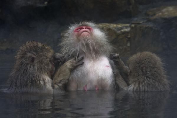 Picture of Snow monkeys (Japan): Snow monkey enjoying two other monkeys defleaing him