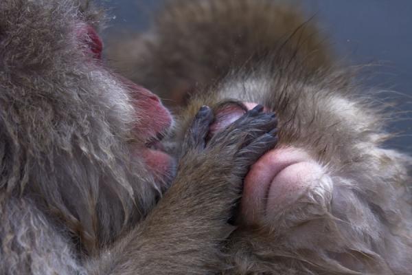 Defleaing the fur of a snow monkey | Snow monkeys | Japan