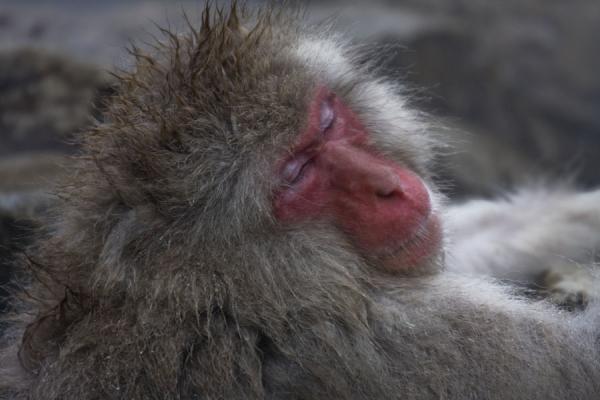 Japanese macaque relaxing next to the hot bath | Snow monkeys | Japan