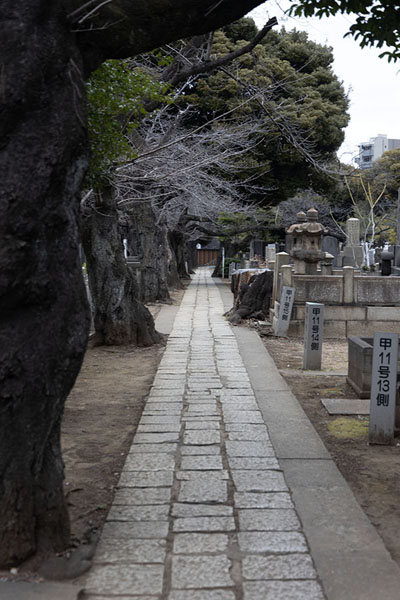 Foto di Lane lined by old trees and tombstones at Yanaka CemeteryTokio - Giappone