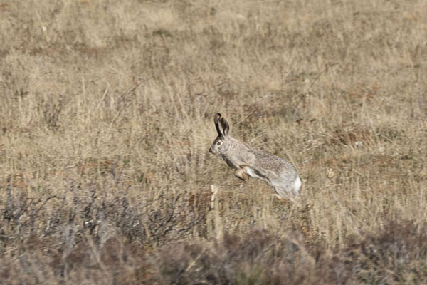 Foto di Hare in a field near Aksu CanyonCanyon di Aksu - Kazachistan