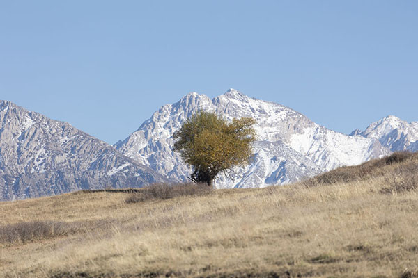 Photo de Snow-capped mountain and tree near Aksu CanyonCanyon de Aksu - Kazakhstan