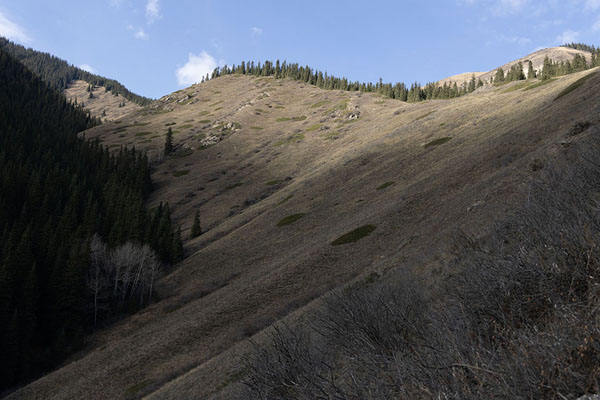 Photo de View of a slope with trees from the trail between Kolsai Lake 1 and 2 - Kazakhstan - Asie