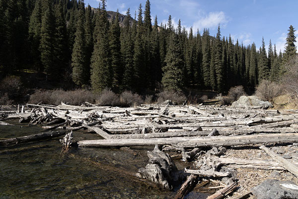 Logs stuck at the north side of lake 2 | Lacs de Kolsai | Kazakhstan