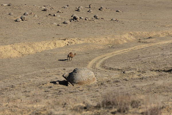 One of the rock spheres and a camel near a curve in the dirt track | Valle de las bolas | Kazajstán