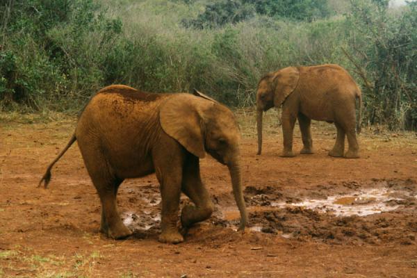 Picture of Young elephants are as playful as any young animal.Elephants - Kenya