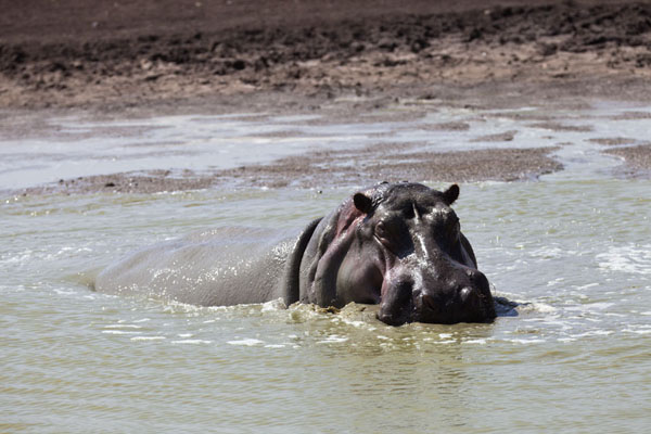 Picture of Hippo in poolNairobi - Kenya