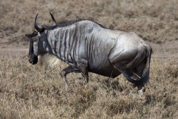 Picture of Wildebeest or gnu on the runNairobi - Kenya