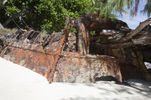 Tree growing through the openings of a military installation in Betio | Battle of Tarawa relics | Kiribati
