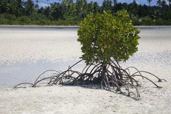 Picture of North Tarawa (Kiribati): Small mangrove tree exposed by the low tide