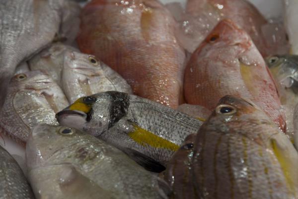 Foto van Koeweit (Good-looking fish for sale at the fish market in Kuwait)