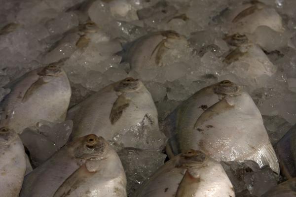 Picture of Fish kept fresh by lots of ice at the fish suq of Kuwait