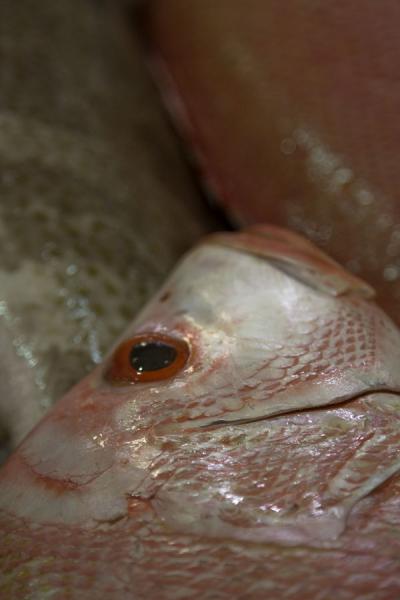 Close-up of a fish | Kuwait Fish Suq | Kuwait