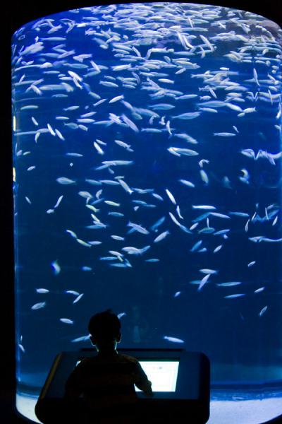 Picture of Scientific Center (Kuwait): Silhouette of boy with computer and fish tank