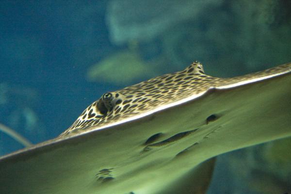 Picture of Scientific Center (Kuwait): Spotted ray coming close in the aquarium in the Scientific Center