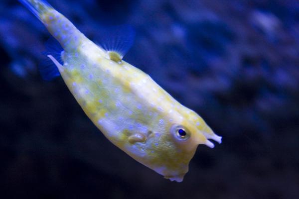 Picture of Scientific Center (Kuwait): Yellow and white tropical fish in the aquarium of Scientific Center