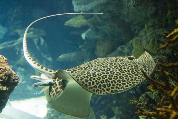 Picture of Scientific Center (Kuwait): Spotted ray circling around the corals in the big tank of the aquarium