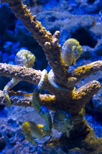 Picture of Scientific Center (Kuwait): Coral with seahorses in the aquarium of the Scientific Center