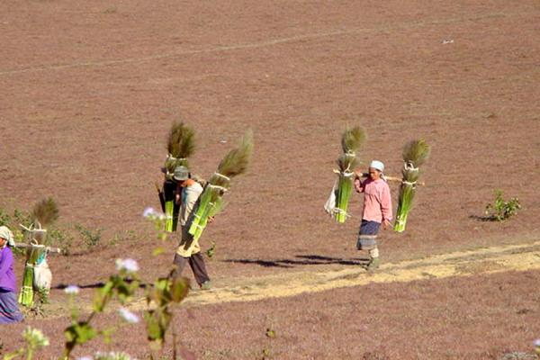 Walking the plains | Pianura dei Vasi | Laos