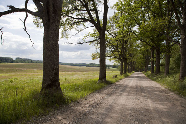 Road lined by trees near Amata river | Amata rivier | Letland