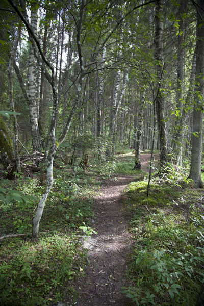Trail through the woods around the Amata river area | Amata rivier | Letland