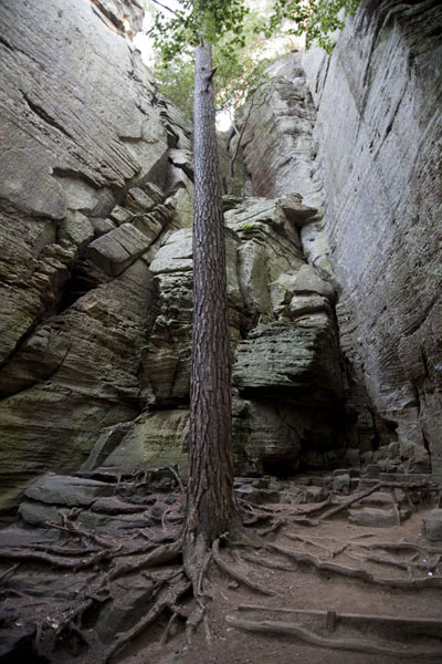 Picture of Berdorf rock climbing (Luxembourg): Rock formations on both sides of a lone tree