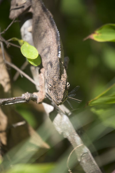 Foto van Dragonfly being eaten by a chameleon - Madagaskar - Afrika
