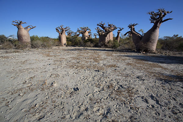 Group of small, thick baobabs near Andavadoaka | Baobab de Madagascar | Madagascar